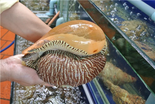 Thưởng thức món ốc giác - đặc sản biển Phan Thiết